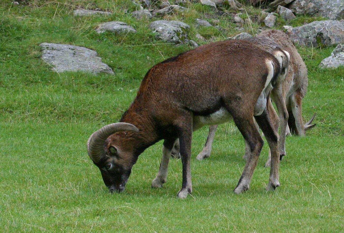 ovis_aries_musimon2md