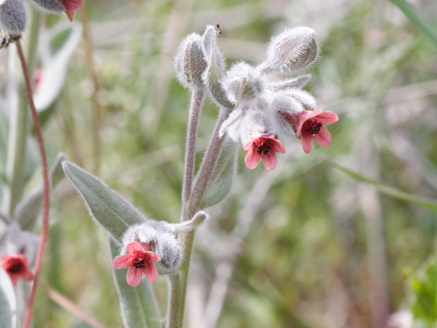 pardoglossum_cheirifolium2md