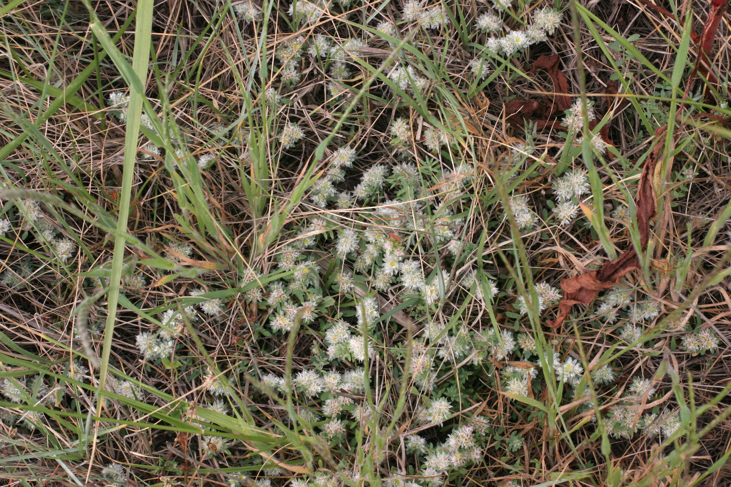 paronychia_argentea1md