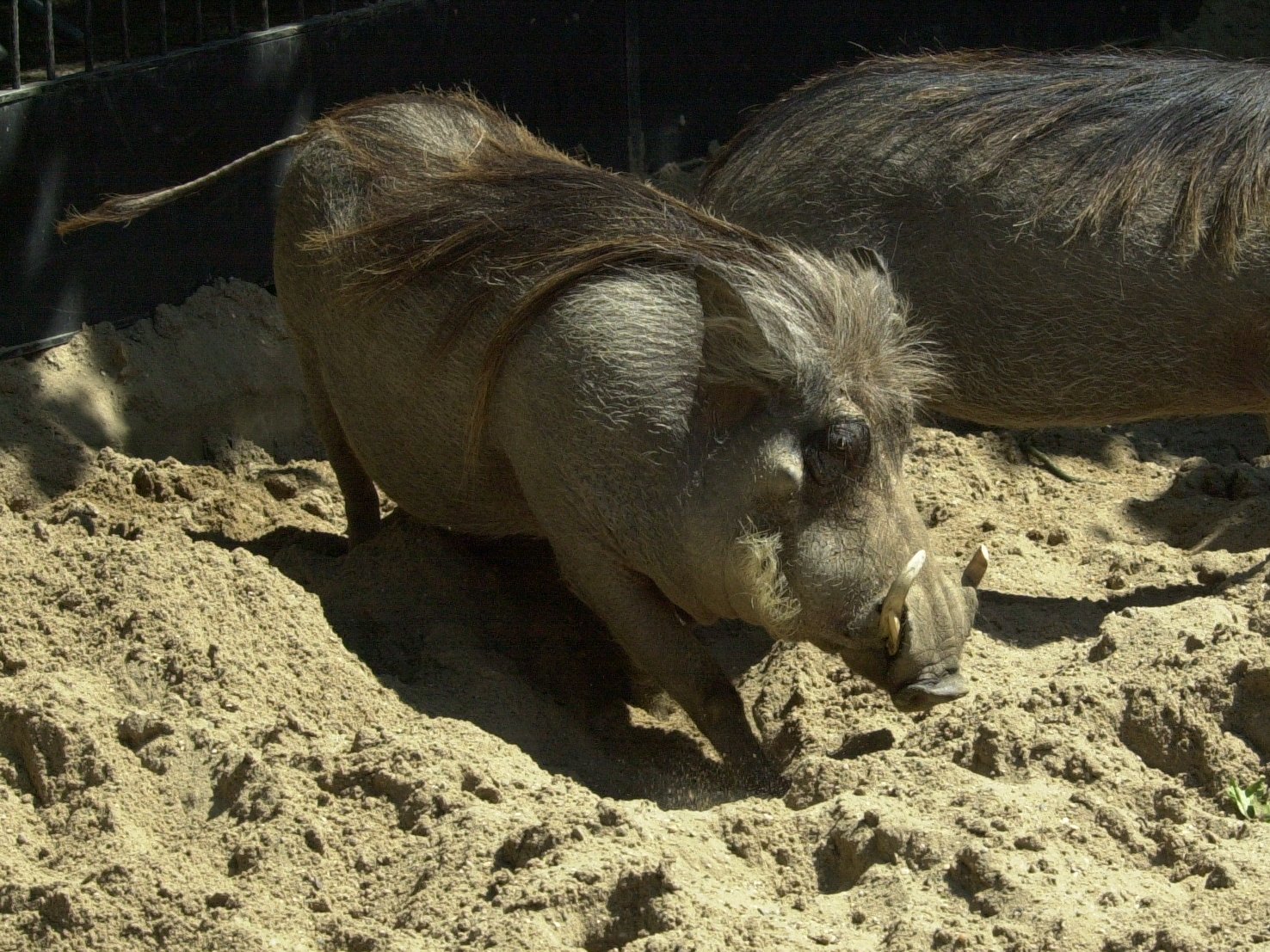 phacochoerus_aethiopicus2md