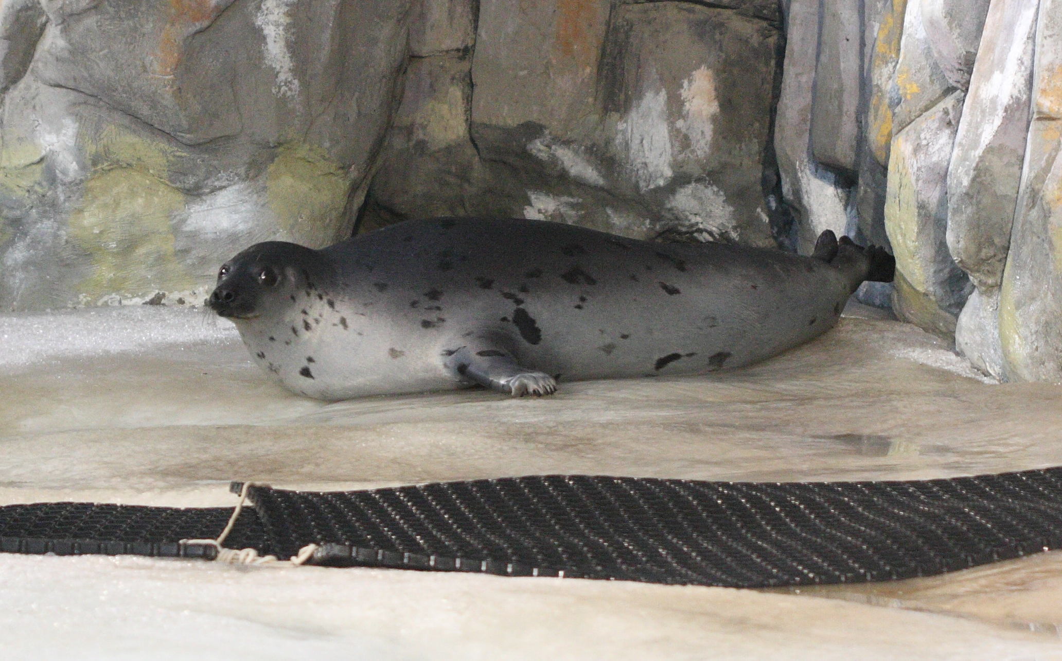 phoca_groelandica1bd