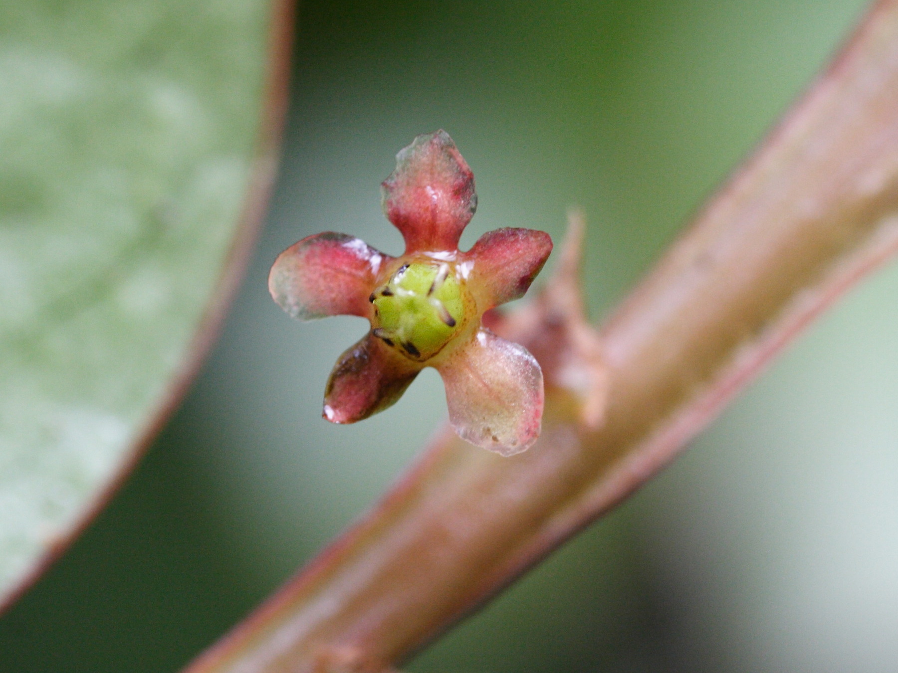 phyllanthus_phillyreifolius3md
