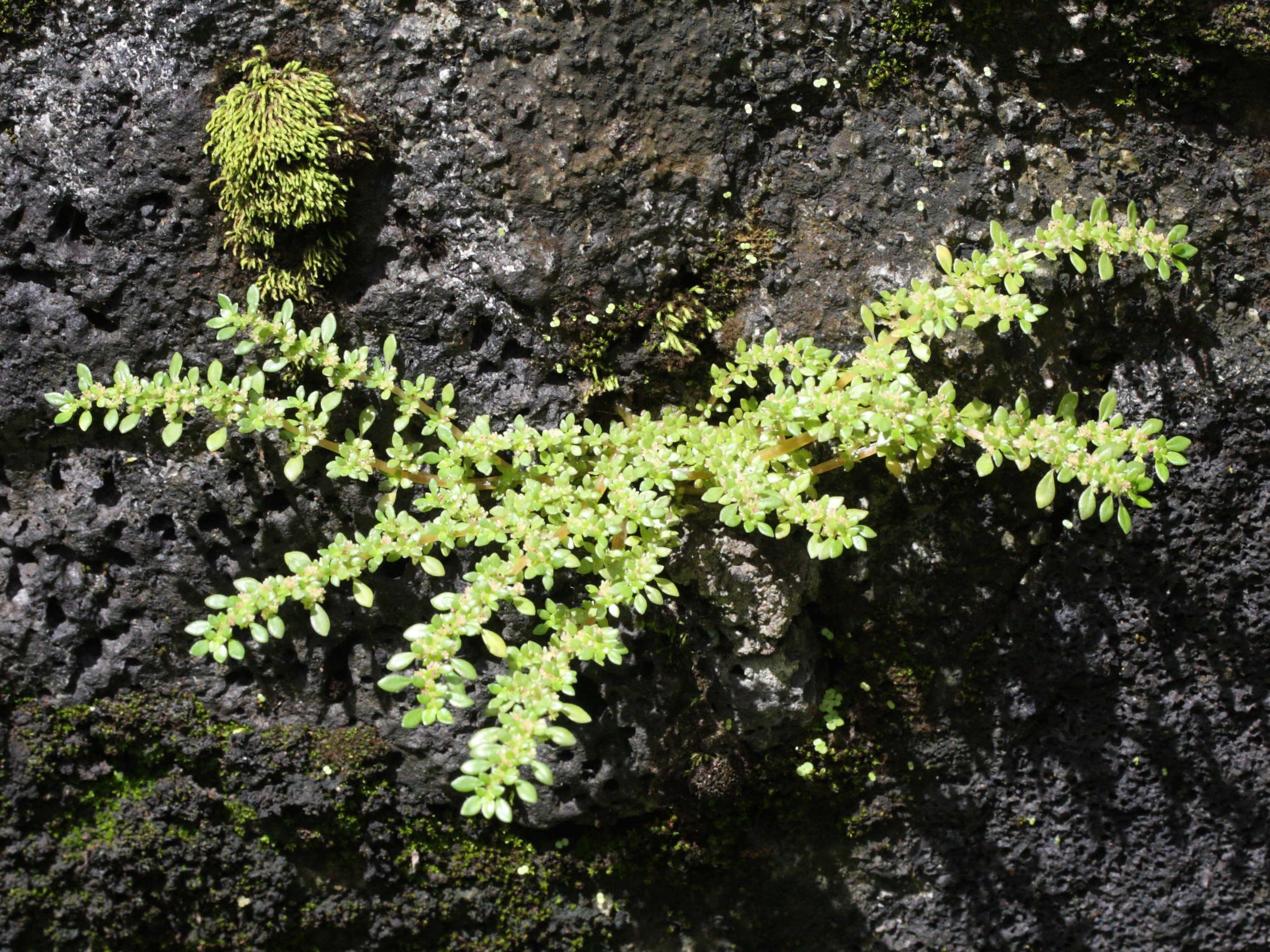 Afficher le média pilea_microphylla3md pilea_microphylla3md