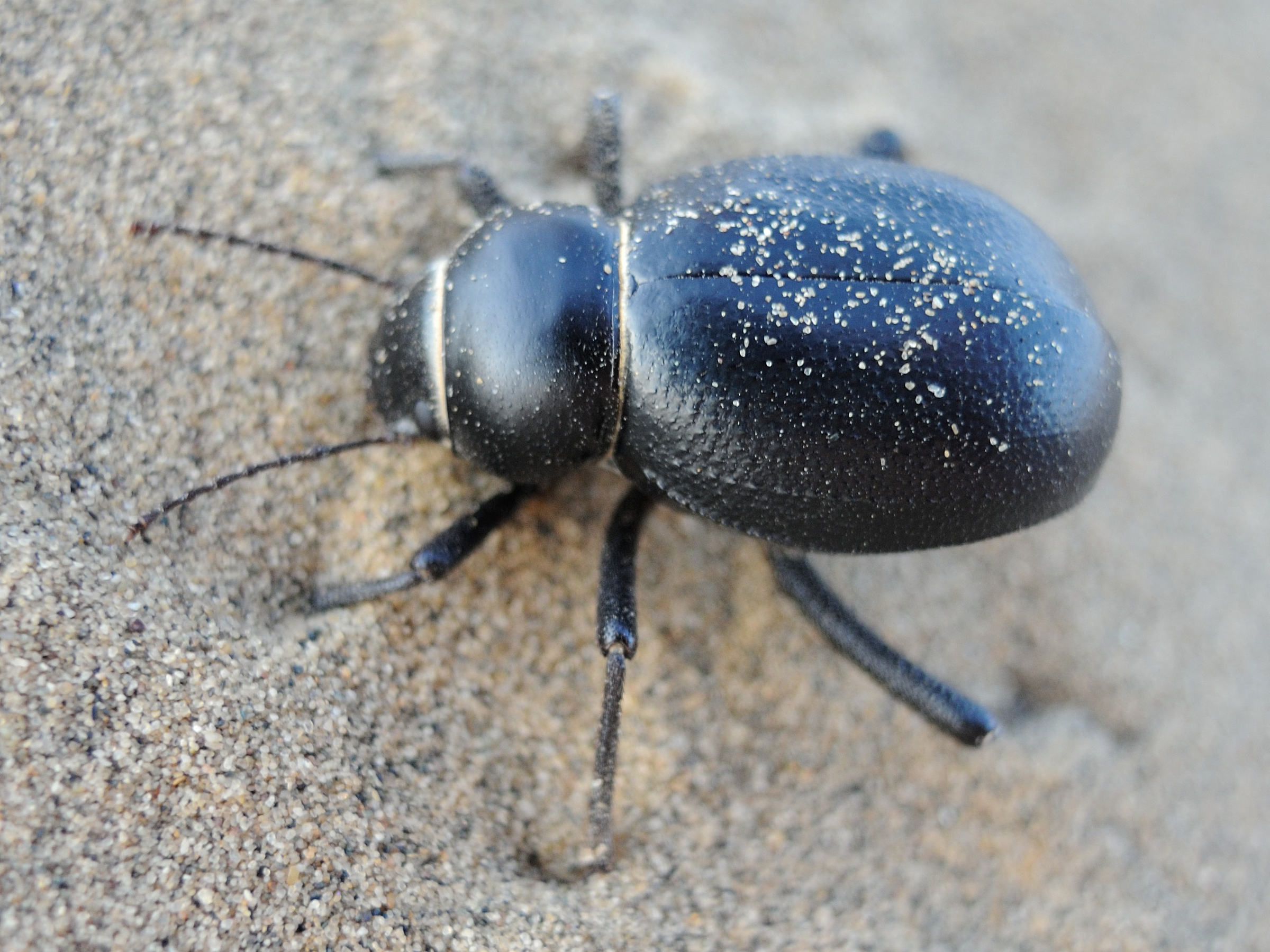 pimelia_cf_indica2md