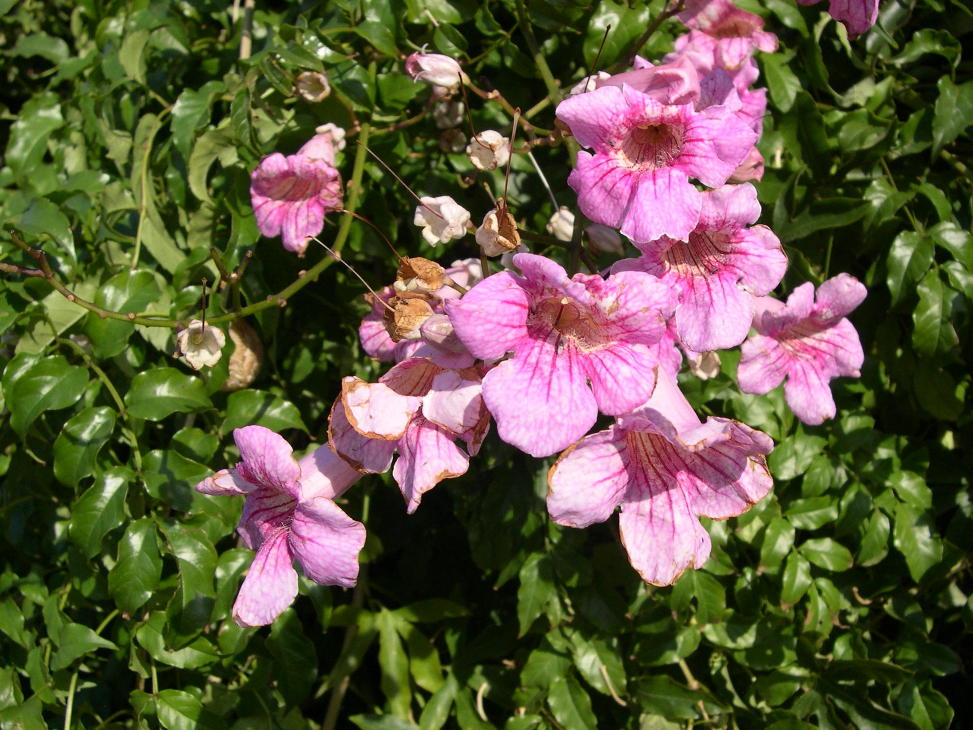 Podraena_ricasoliana