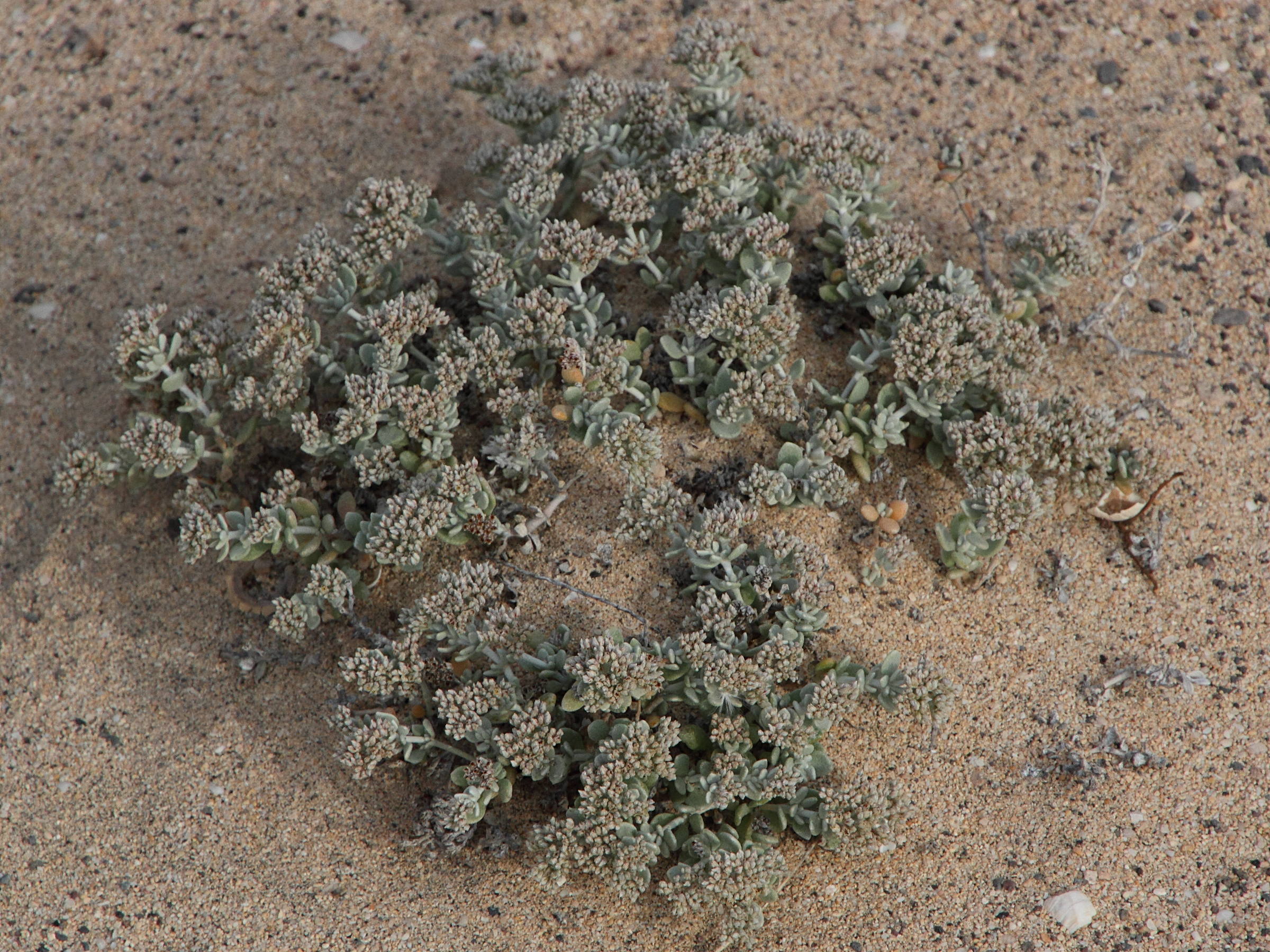 polycarpaea_nivea4md