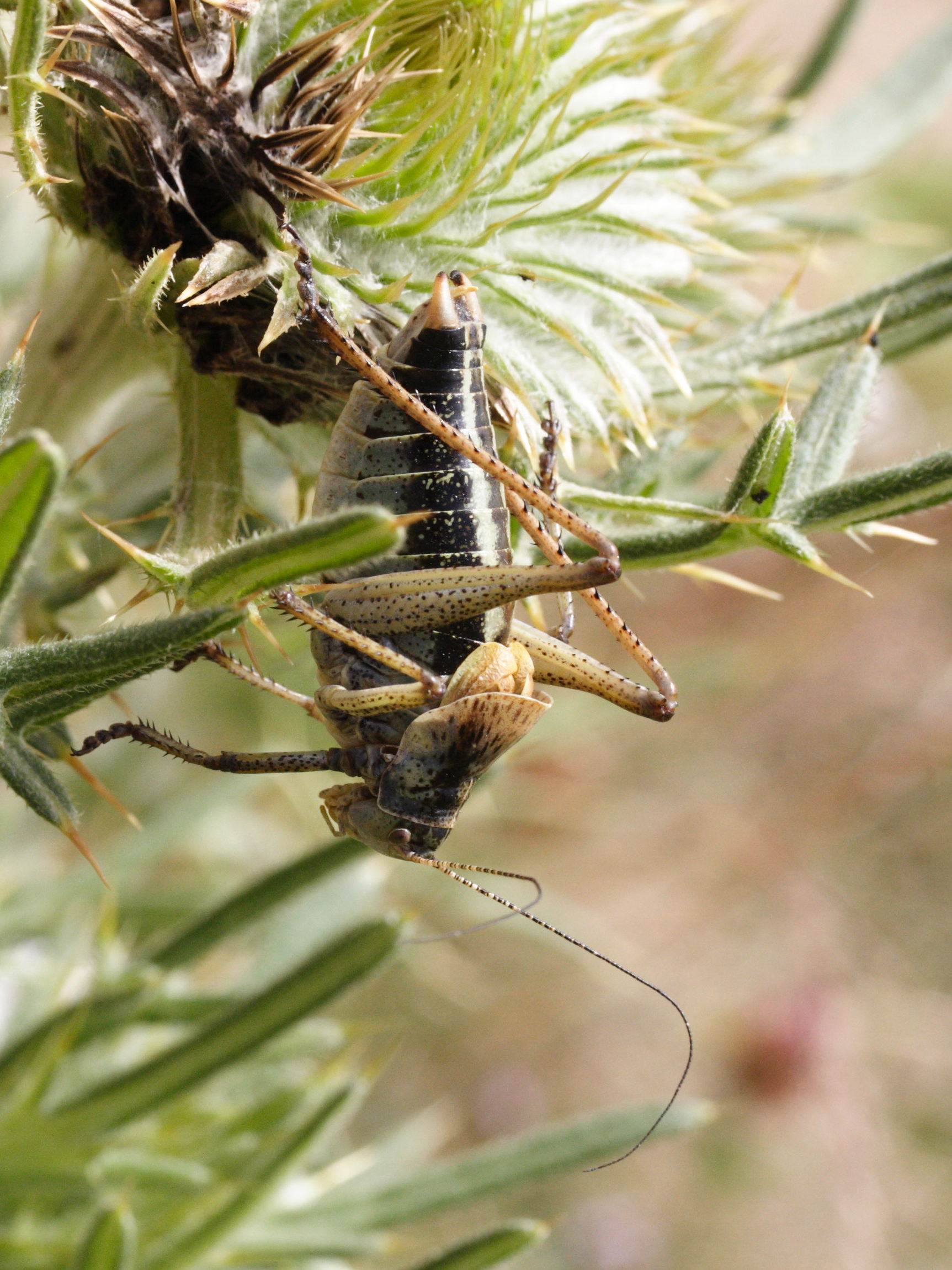 polysarcus_denticauda3md