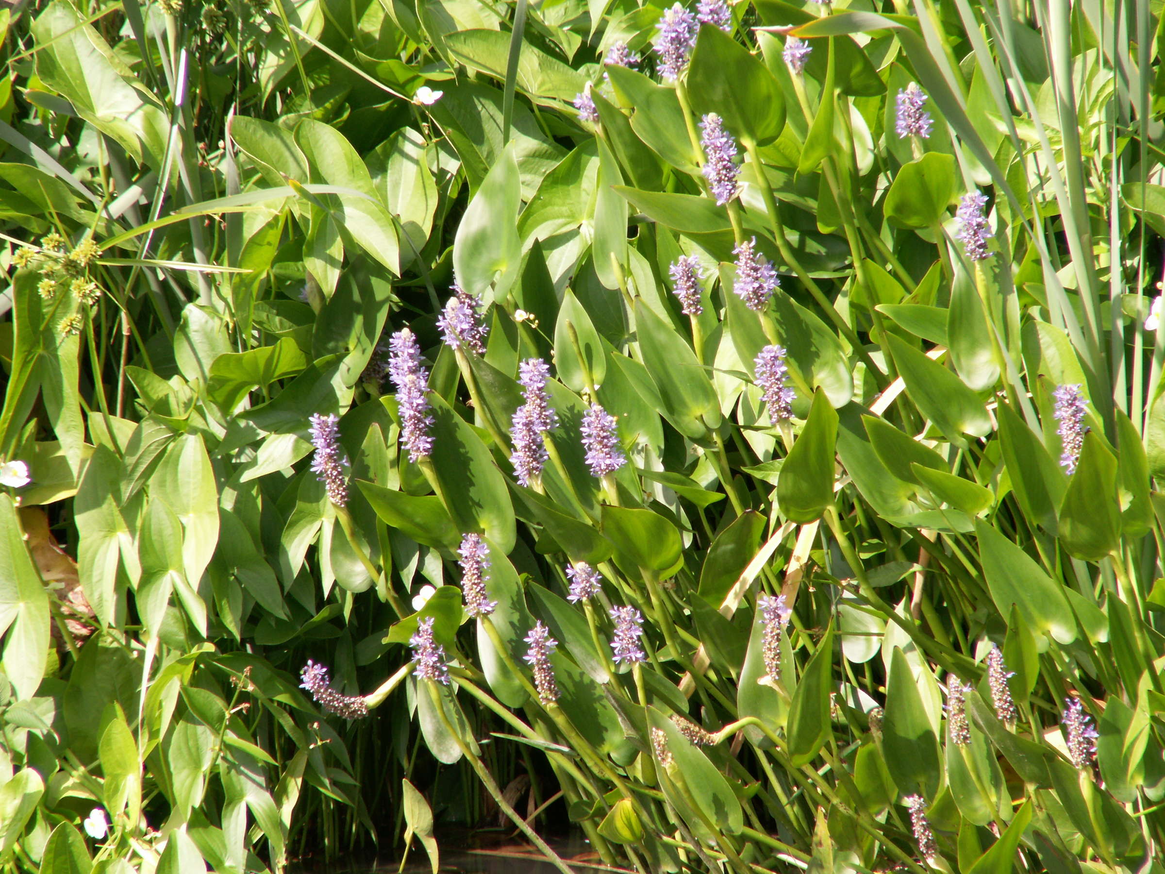 pontederia_cordata1bmd