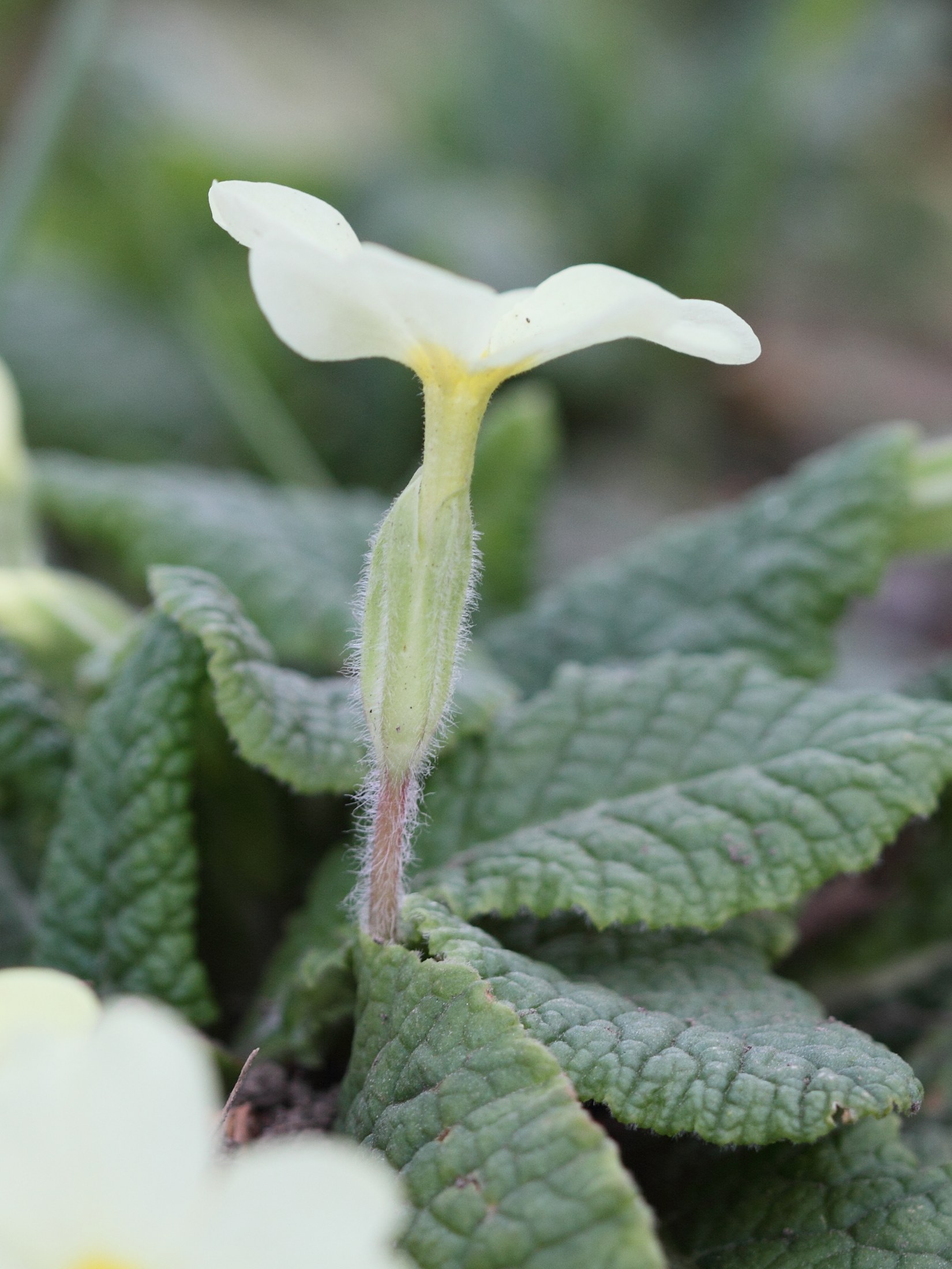 primula_vulgaris2bd