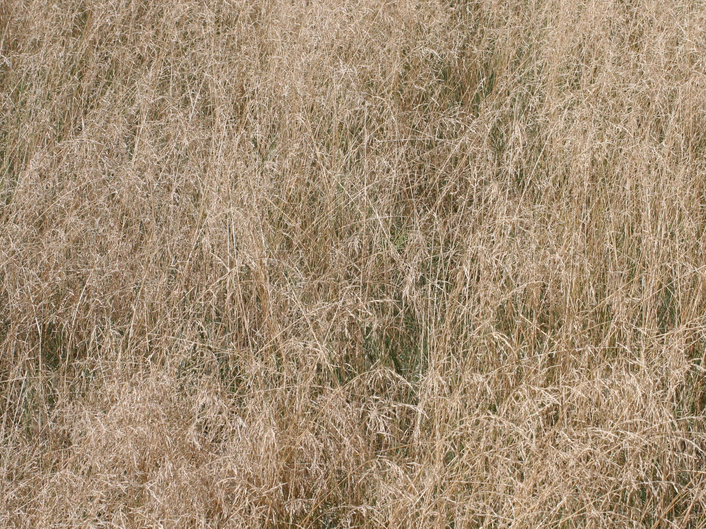 Afficher le média puccinellia_distans1md puccinellia_distans1md