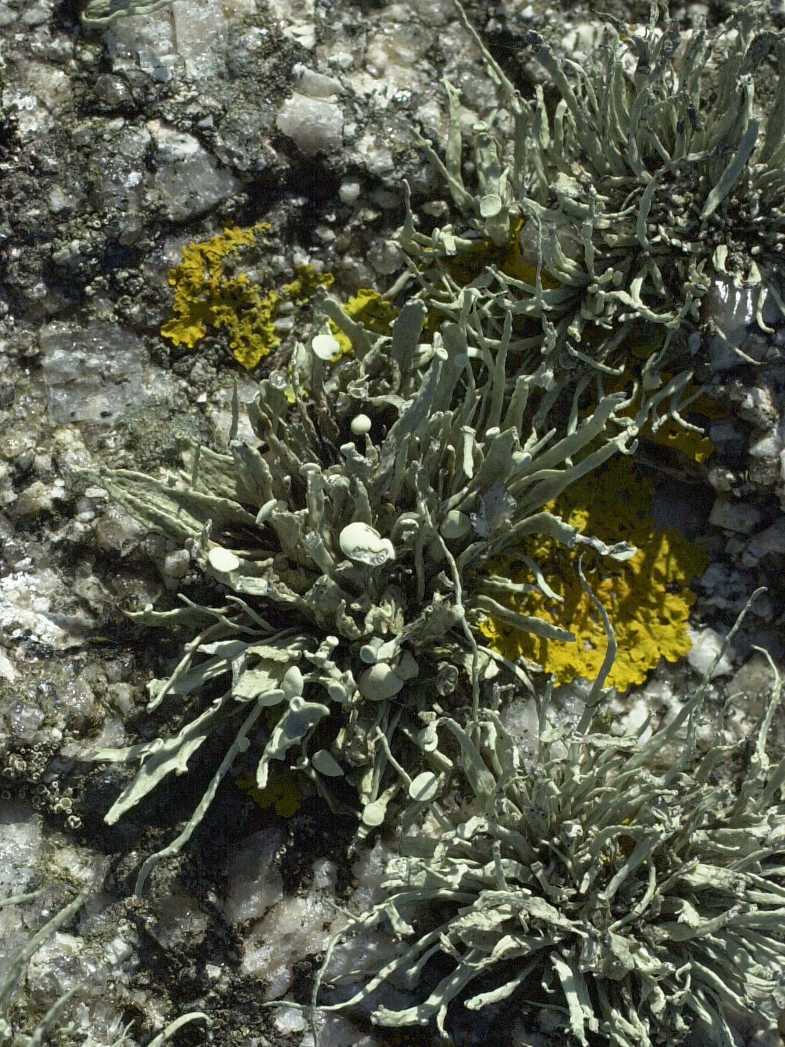 ramalina_siliquosa3md