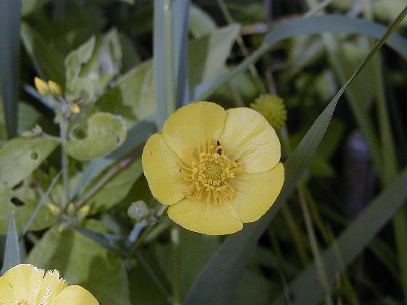 ranunculus_lingua3md