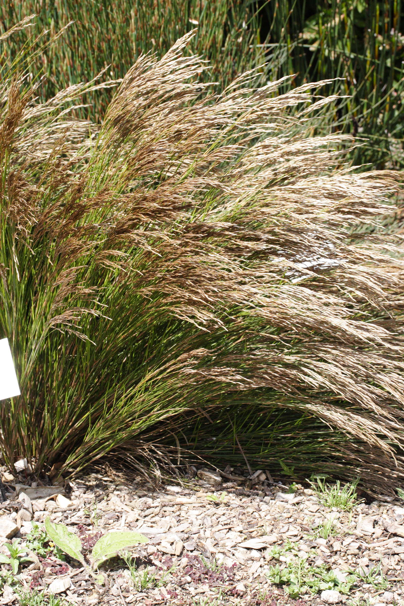 restio_festuciformis1md