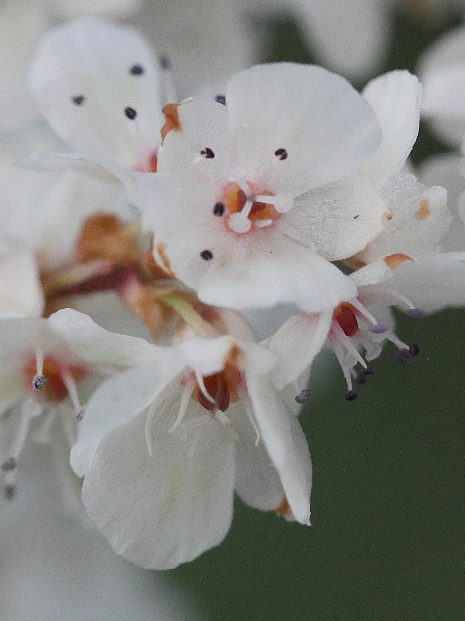 Afficher le média reynoutria_sachalinensis3md reynoutria_sachalinensis3md