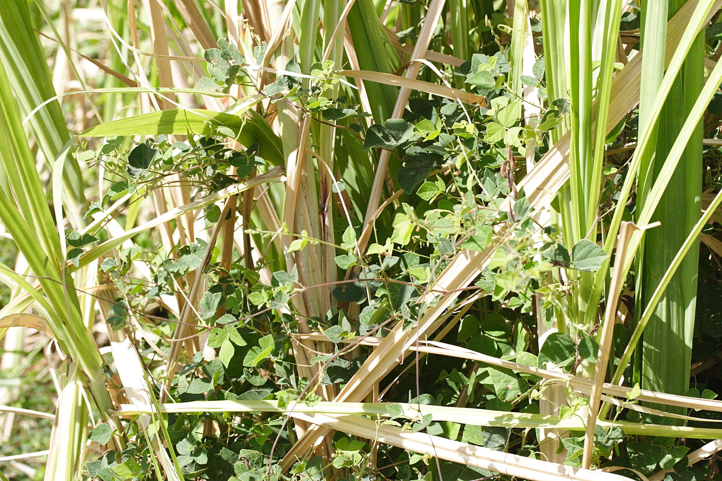 rhynchosia_minima3md