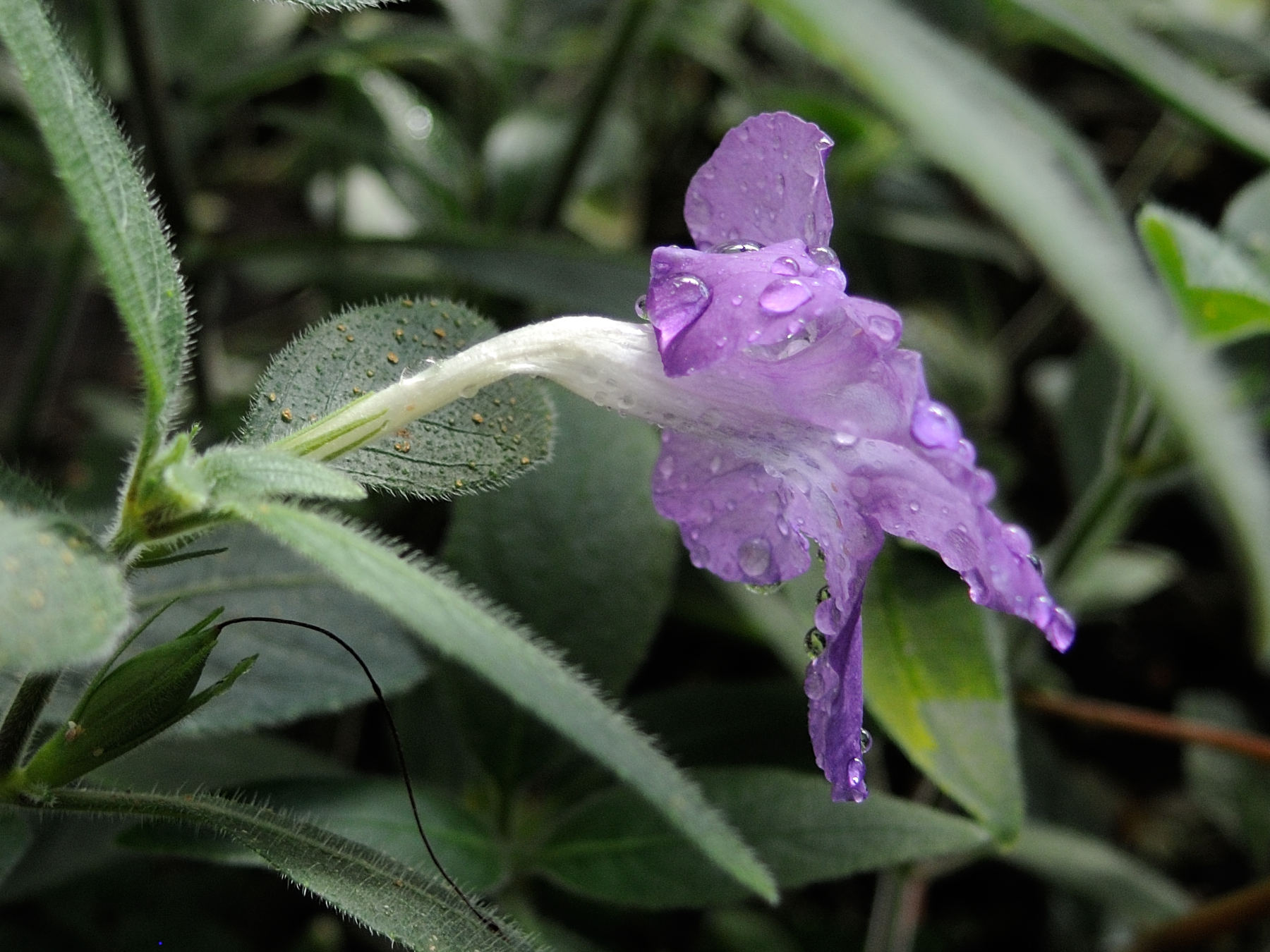 ruellia_dipteracanthus3md
