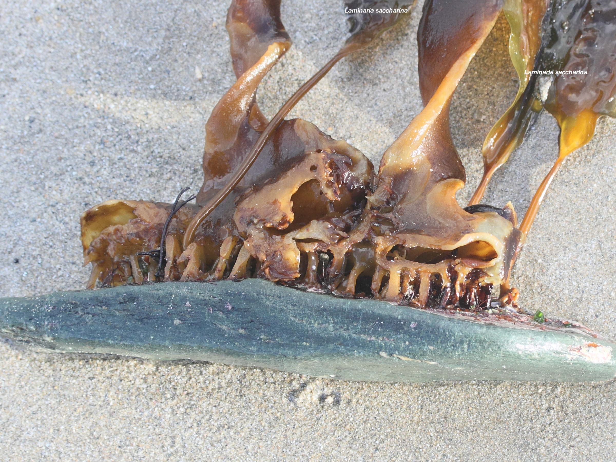 Afficher le média saccorhiza_polyschides7md saccorhiza_polyschides7md