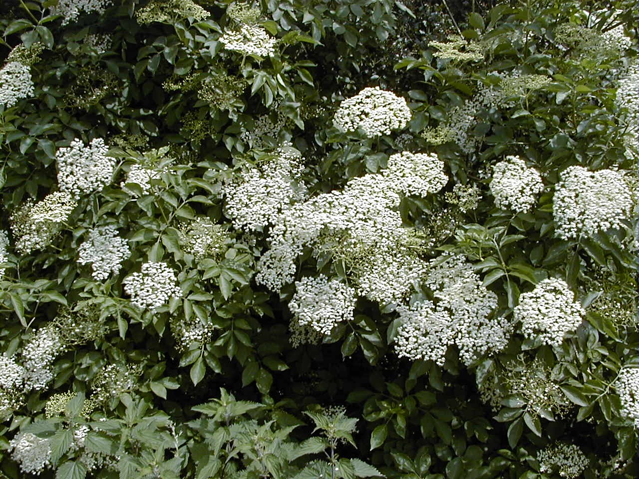 Sambucus_nigra