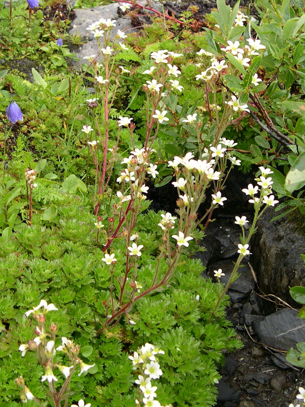 saxifraga_aquatica1md