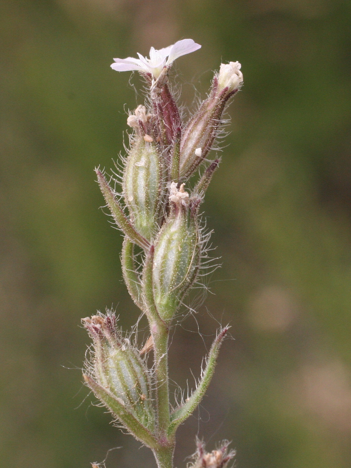 Afficher le média silene_gallica3amd silene_gallica3amd