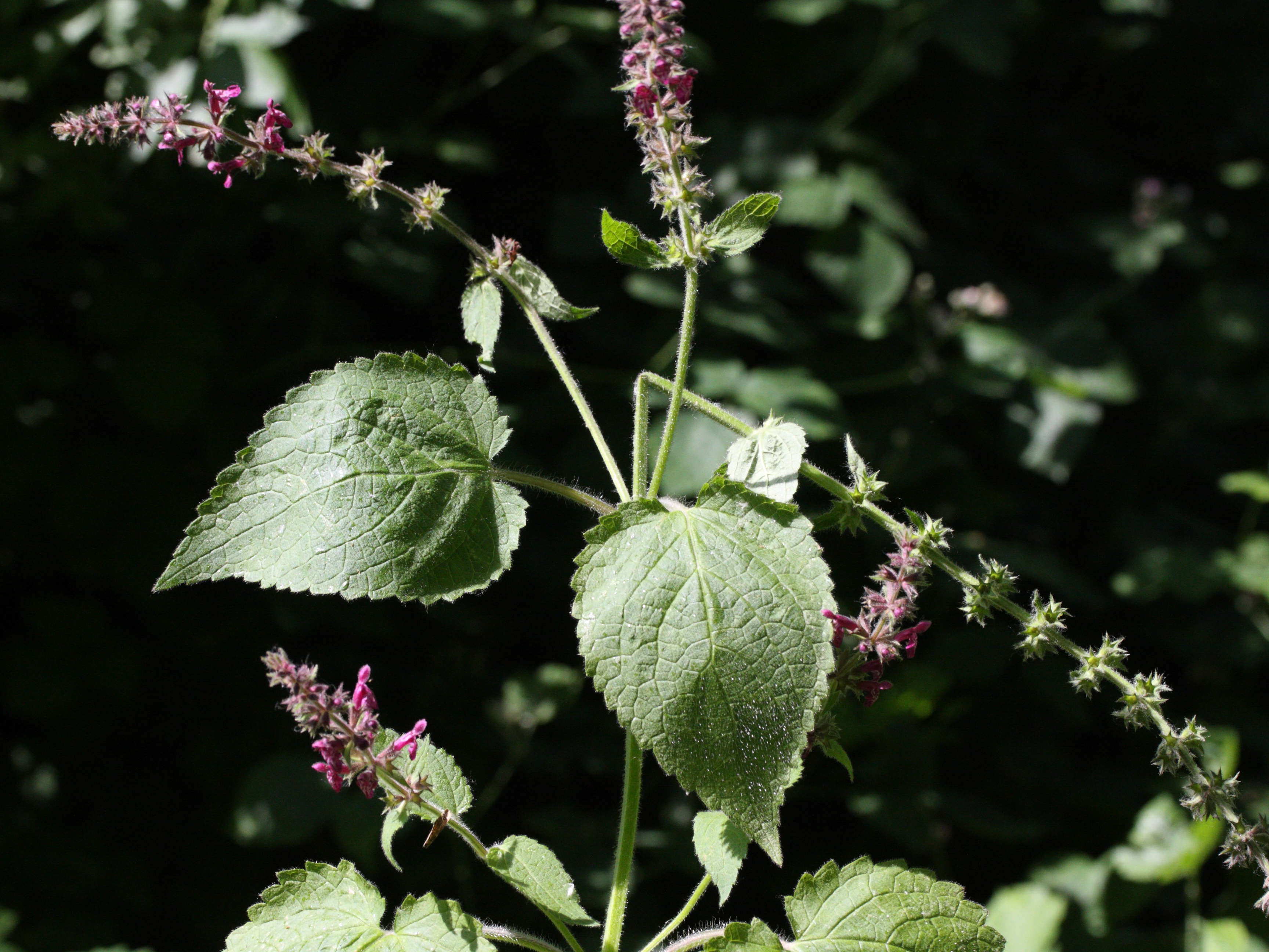 stachys_sylvatica4md