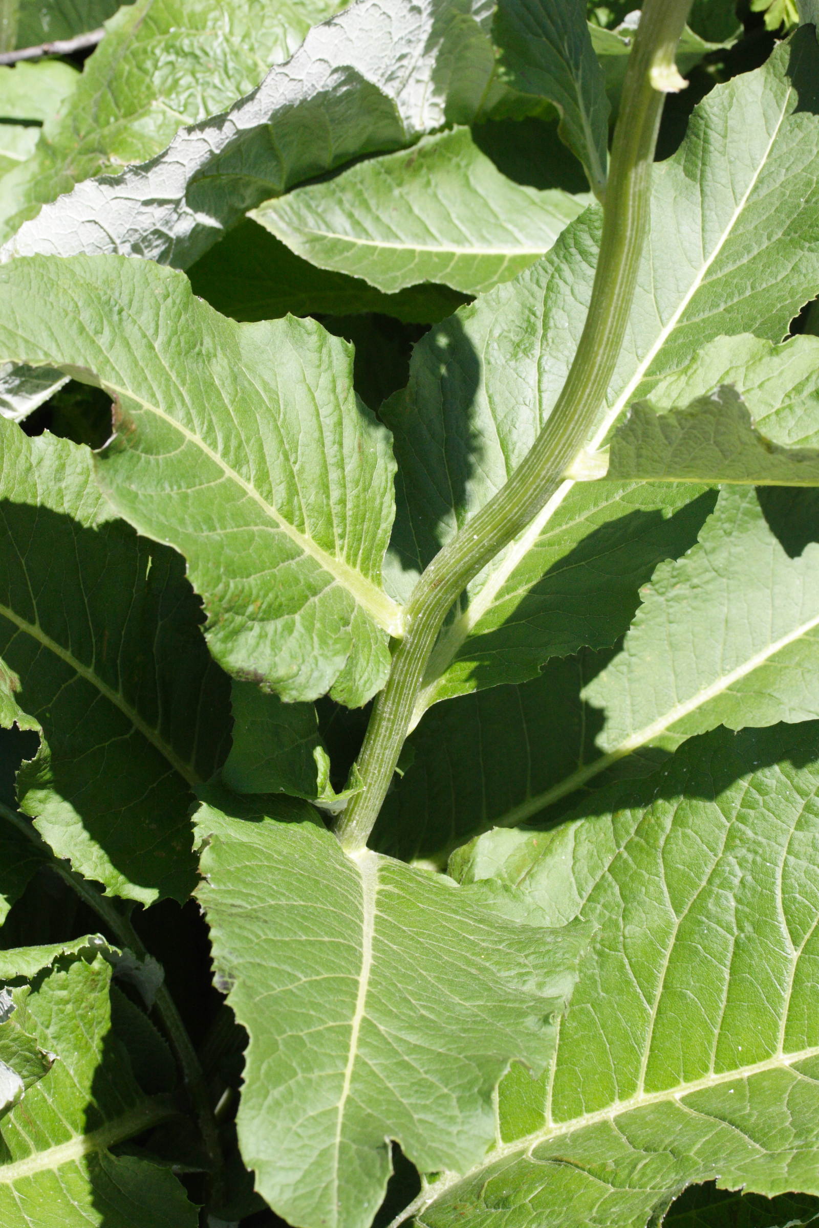 Stemmacantha_rhapontica lamarckii