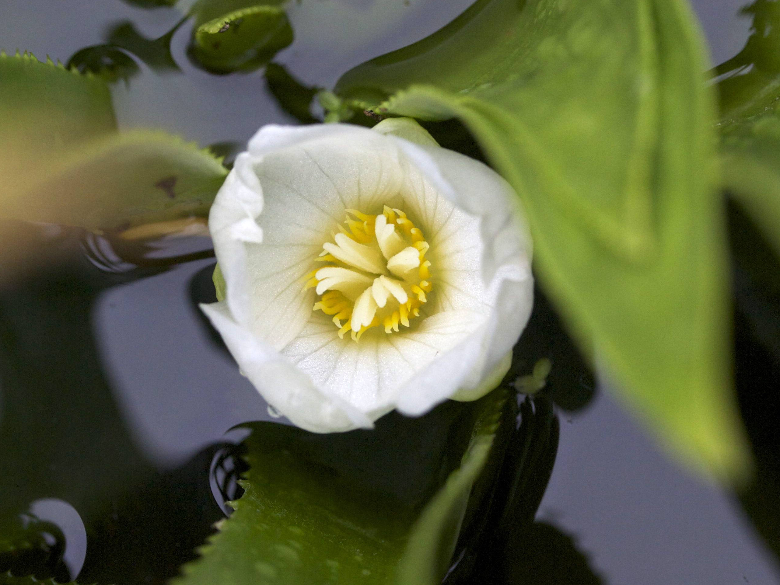 stratiotes_aloides3md