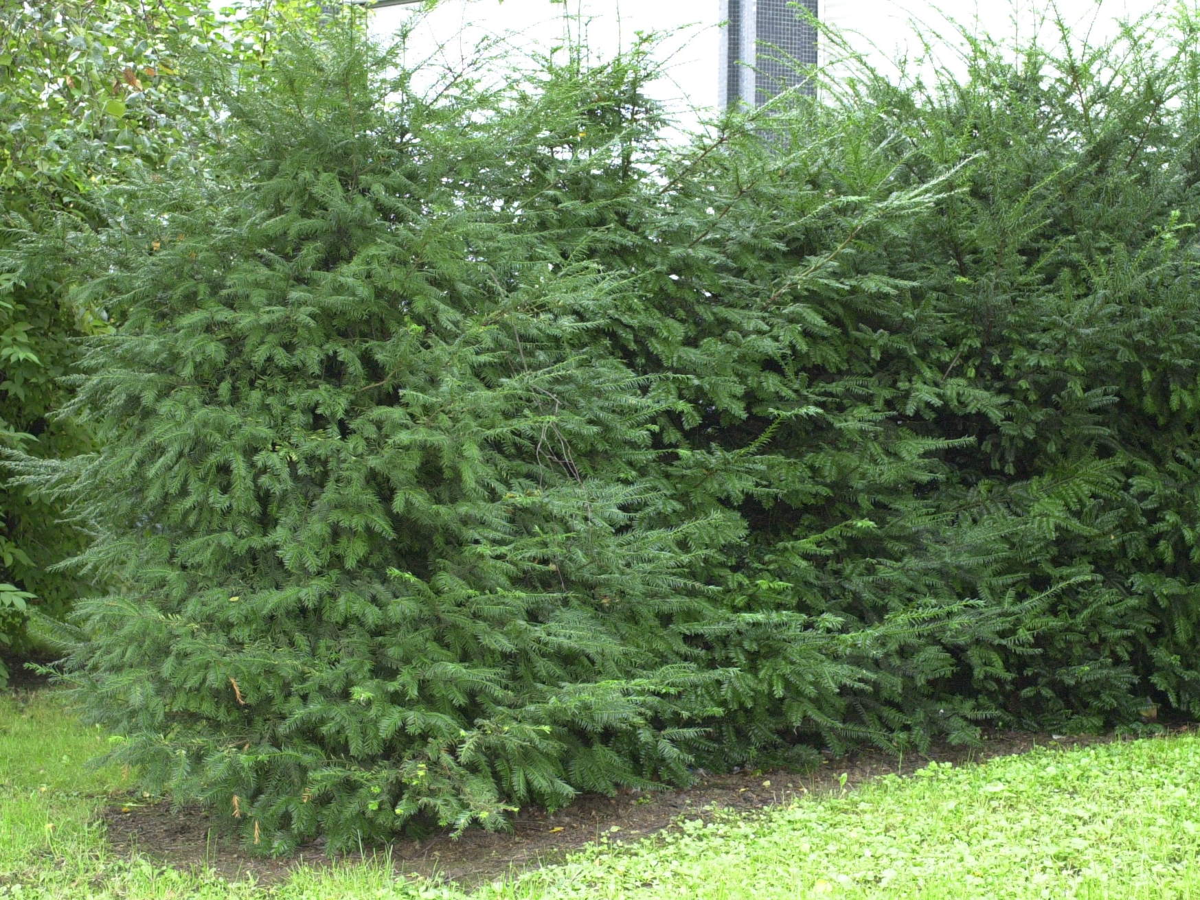 taxus_baccata1md