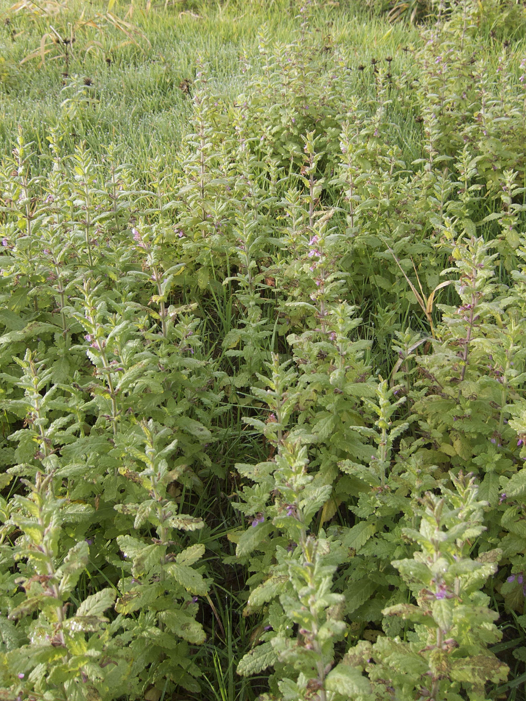 teucrium_scordium1md