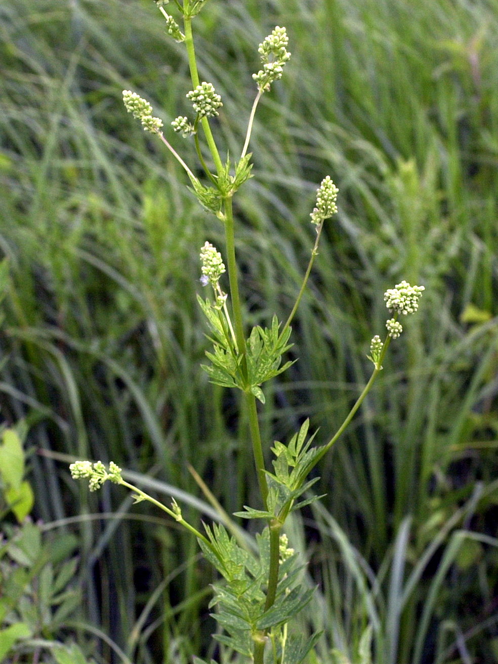 Afficher le média Thalictrum_flavum Thalictrum_flavum