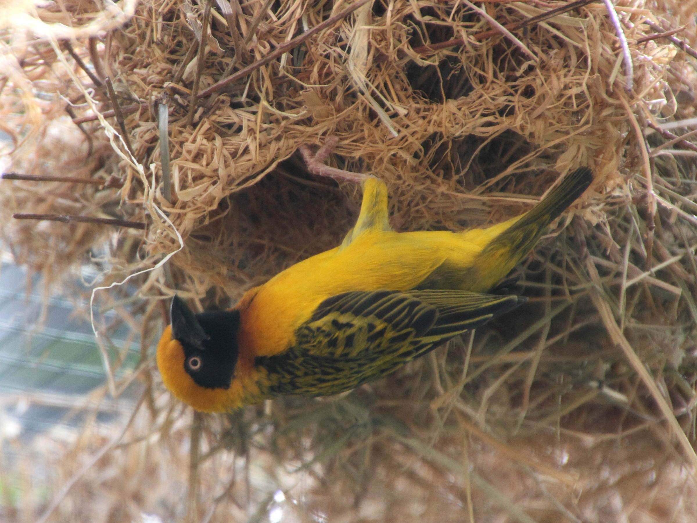 tisserin_de_speke_-_ploceus_spekei2md