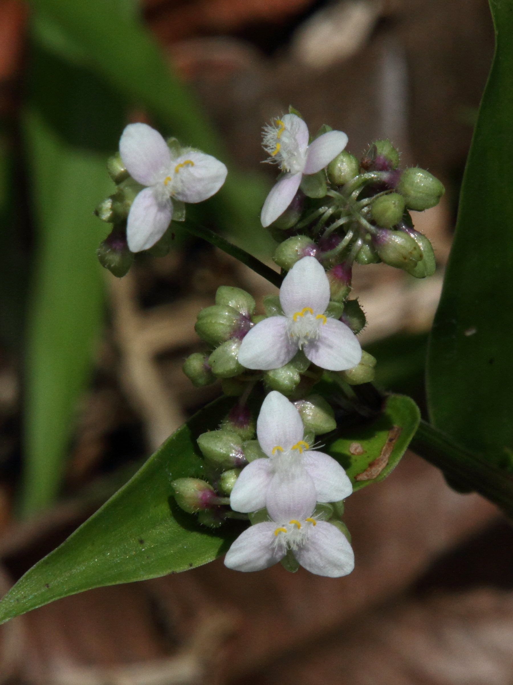 tripogandra_serrulata1md