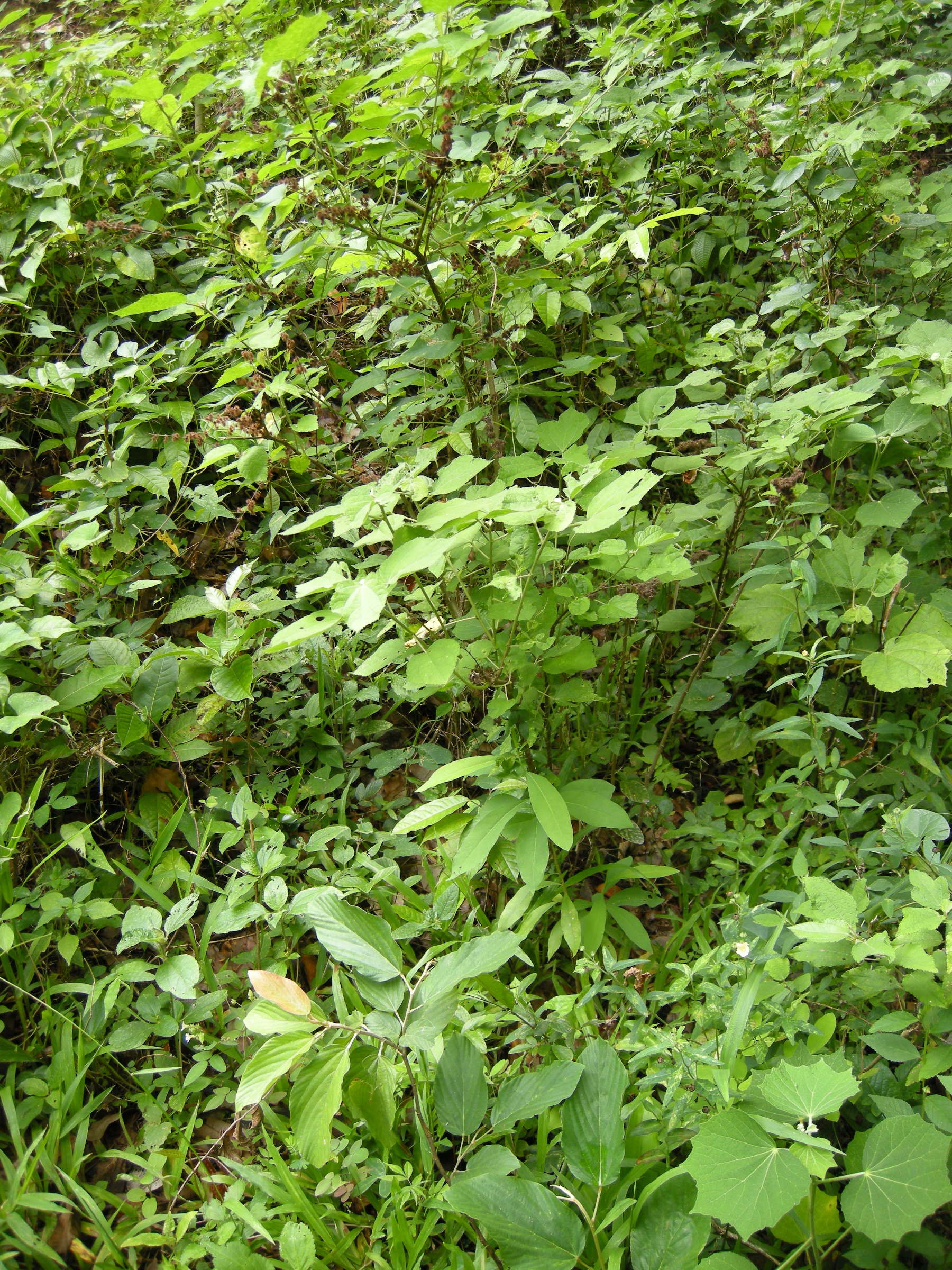 triumfetta_lappula2md