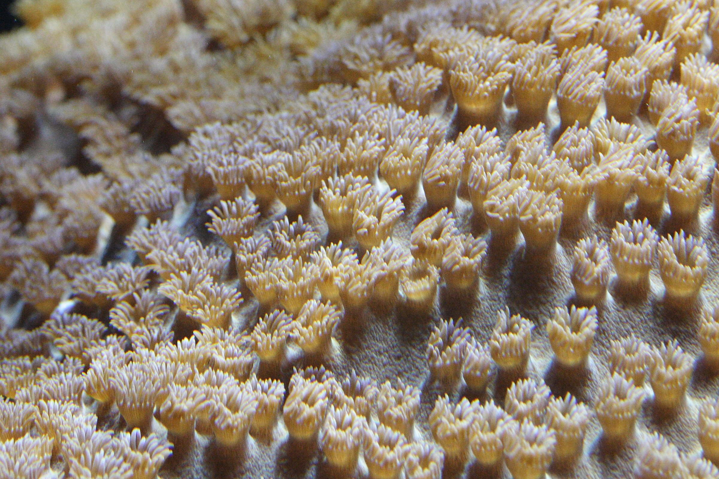 turbinaria_peltata2md