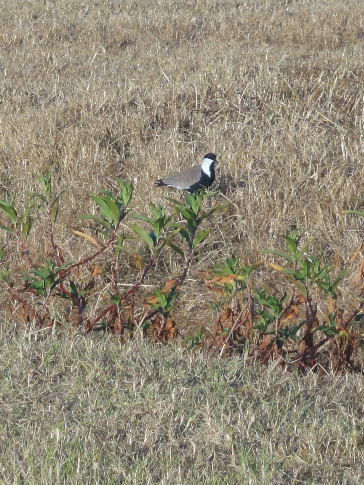 vanneau_eperonne_-_hoplopterus_spinosus2sd