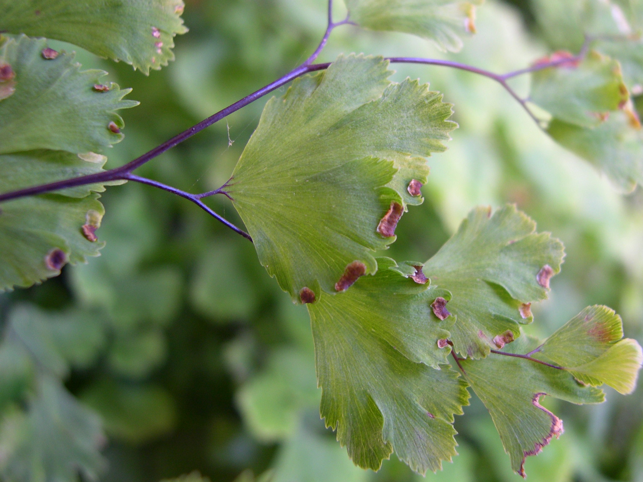Afficher le média adiantum_capillus-veneris2md adiantum_capillus-veneris2md