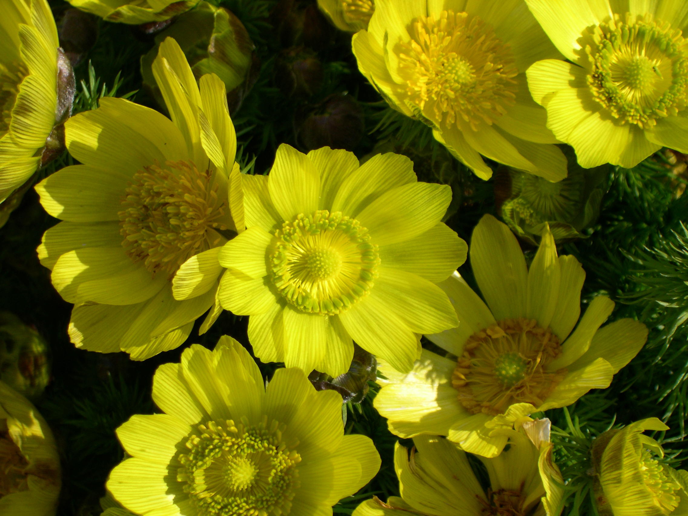 Afficher le média adonis_vernalis1sd adonis_vernalis1sd