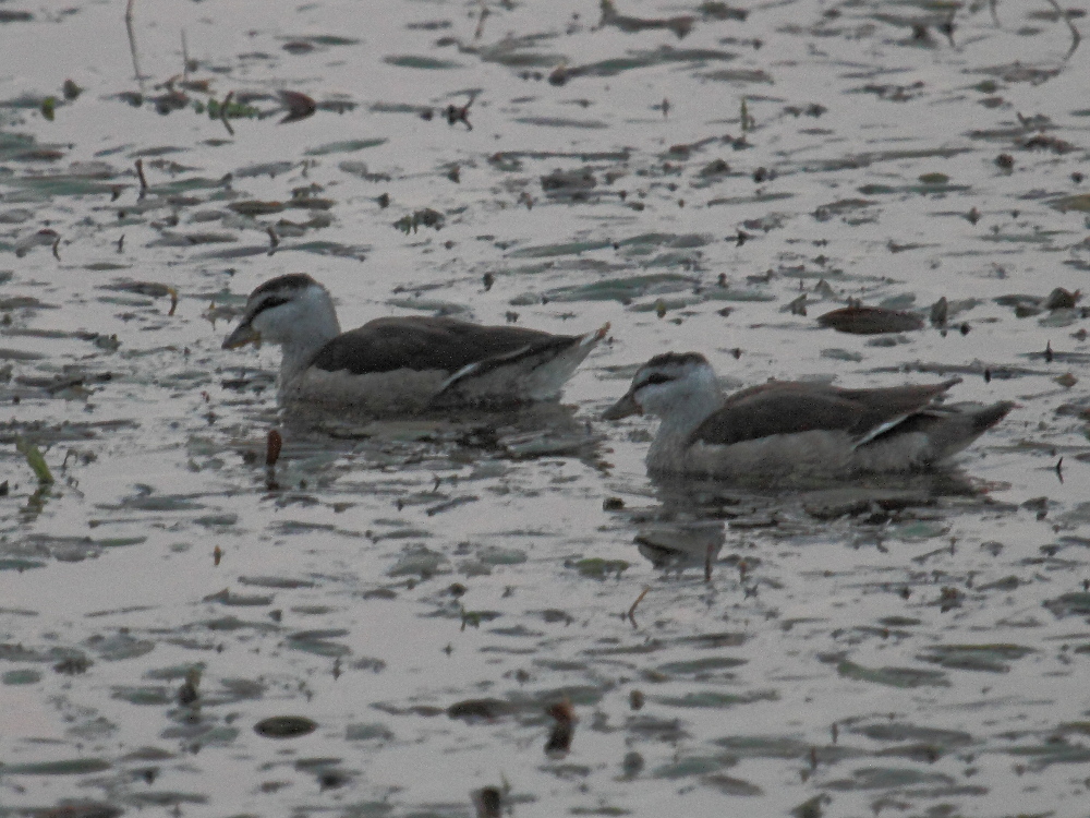 anserelle_de_coromandel_-_nettapus_coromandelianus1md