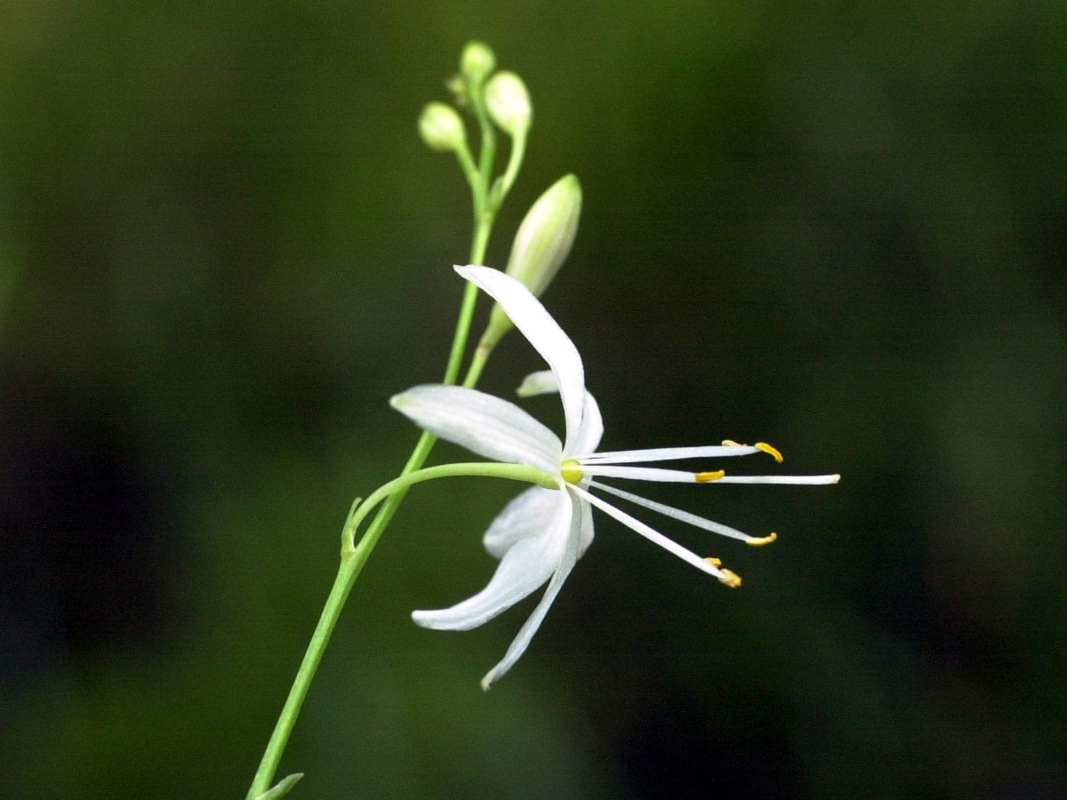 anthericum_ramosum3md