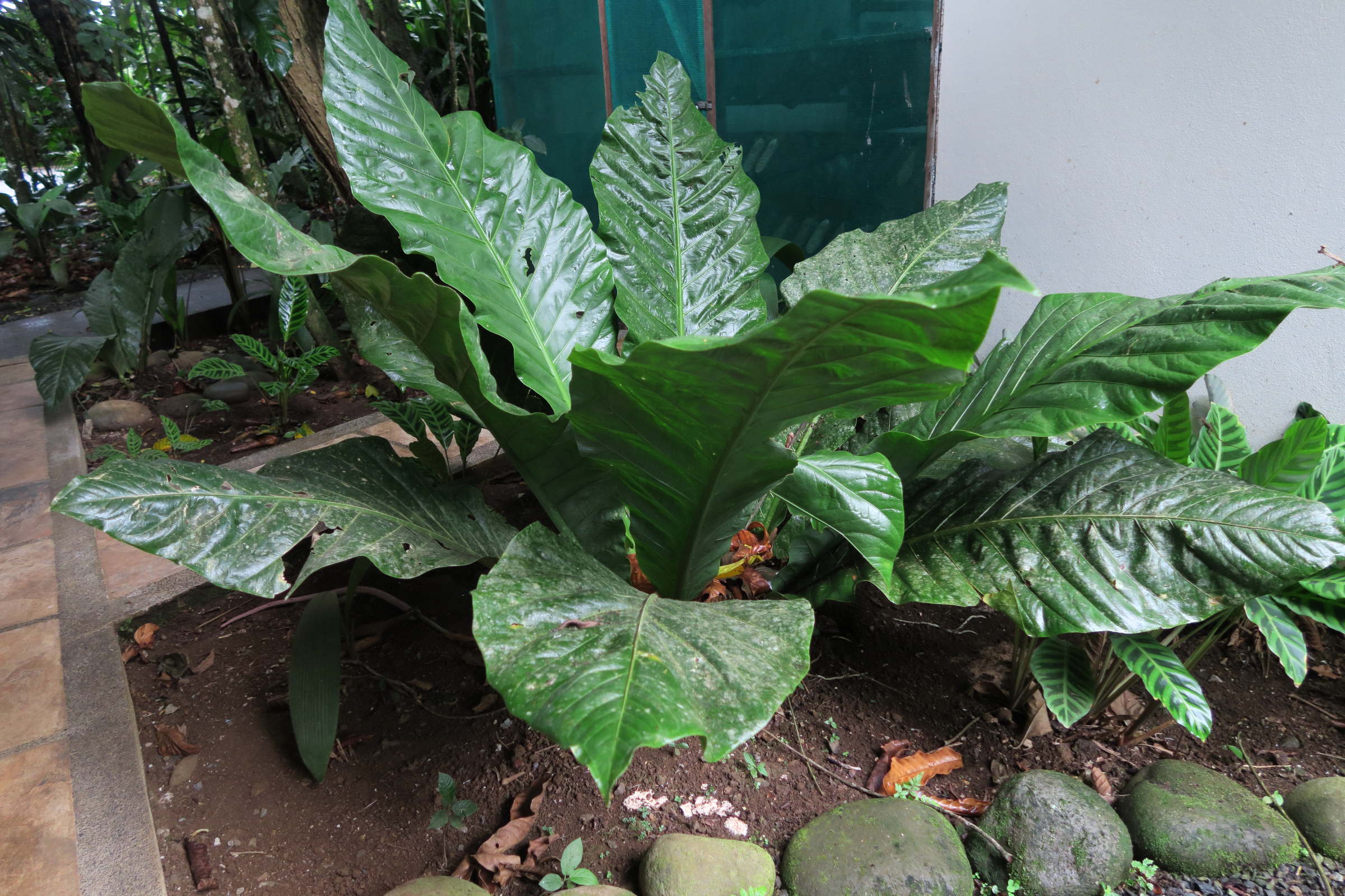anthurium_salvinii2md