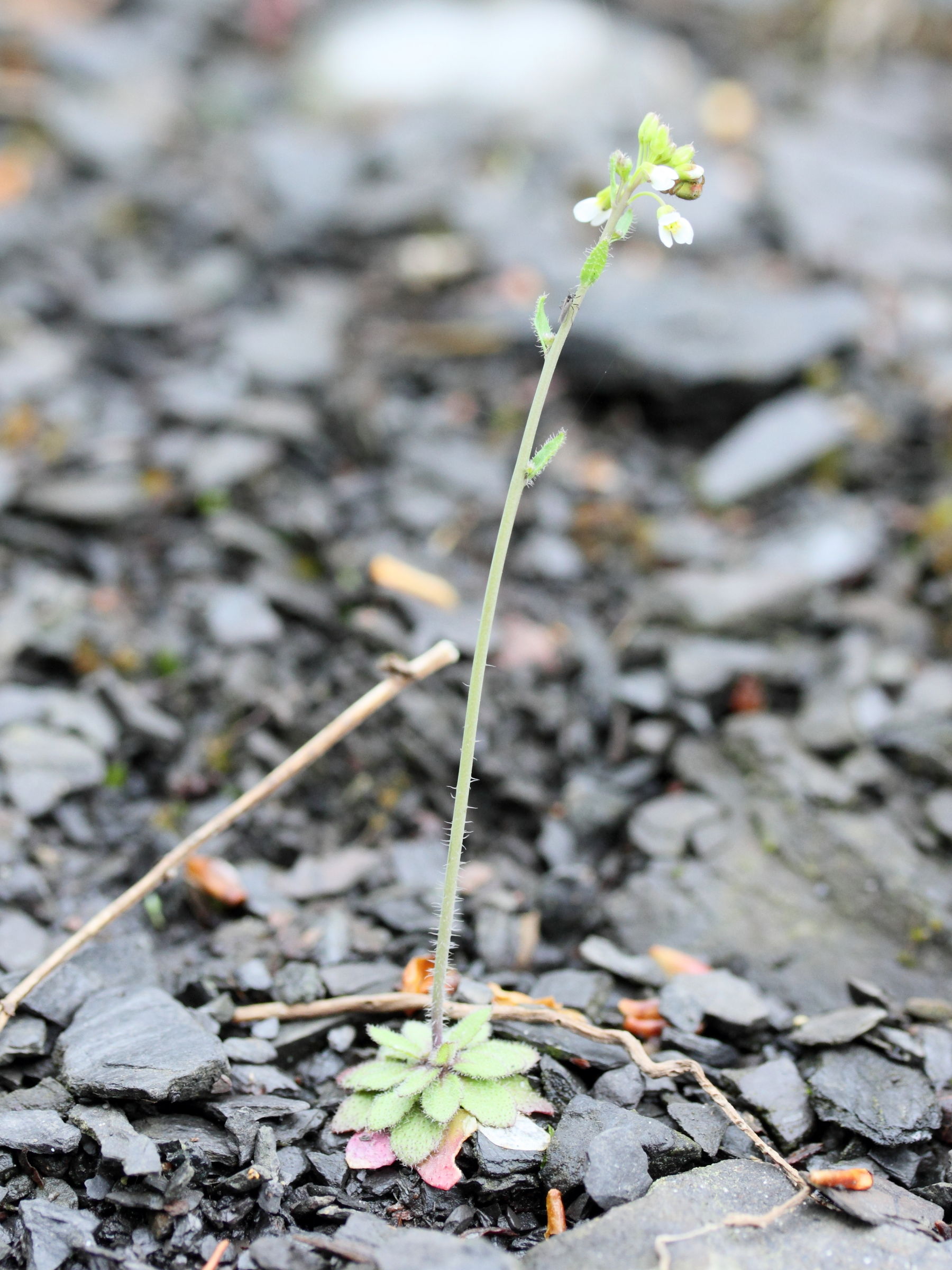 Afficher le média arabidopsis_thaliana5md arabidopsis_thaliana5md