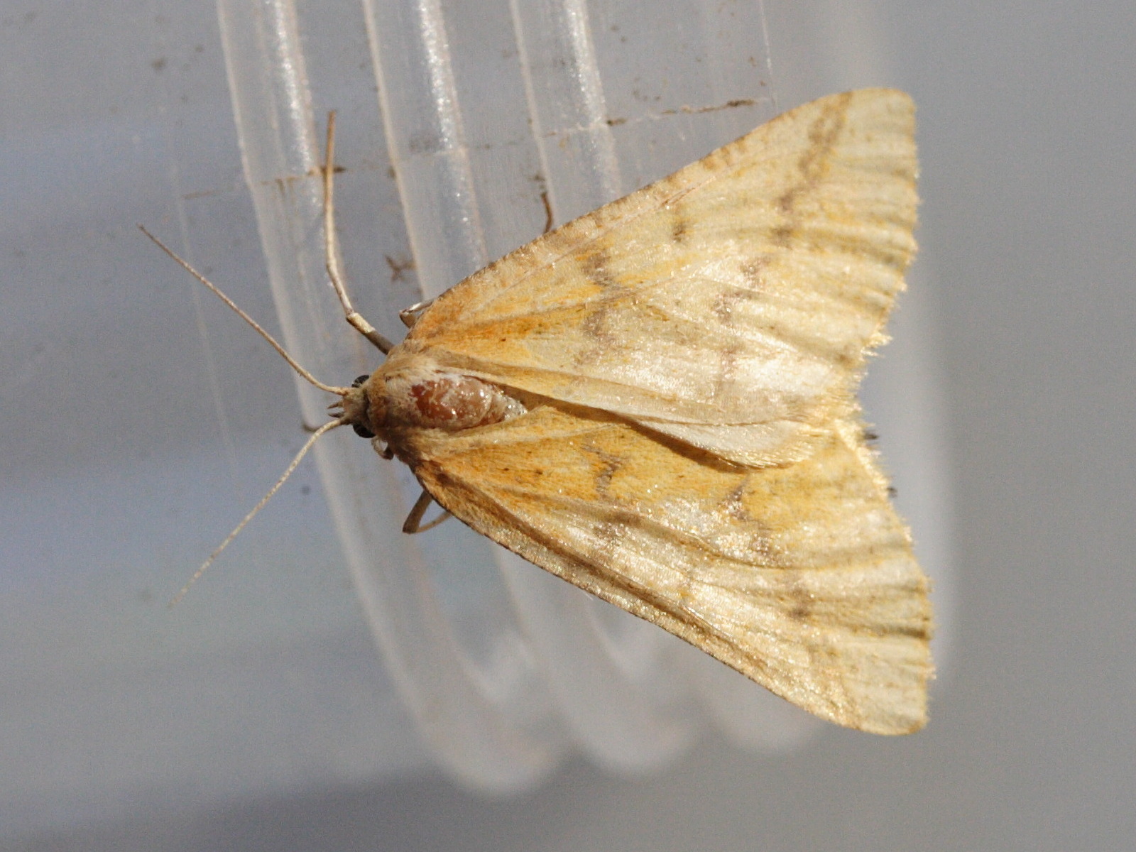 aspitates_ochrearia2amd