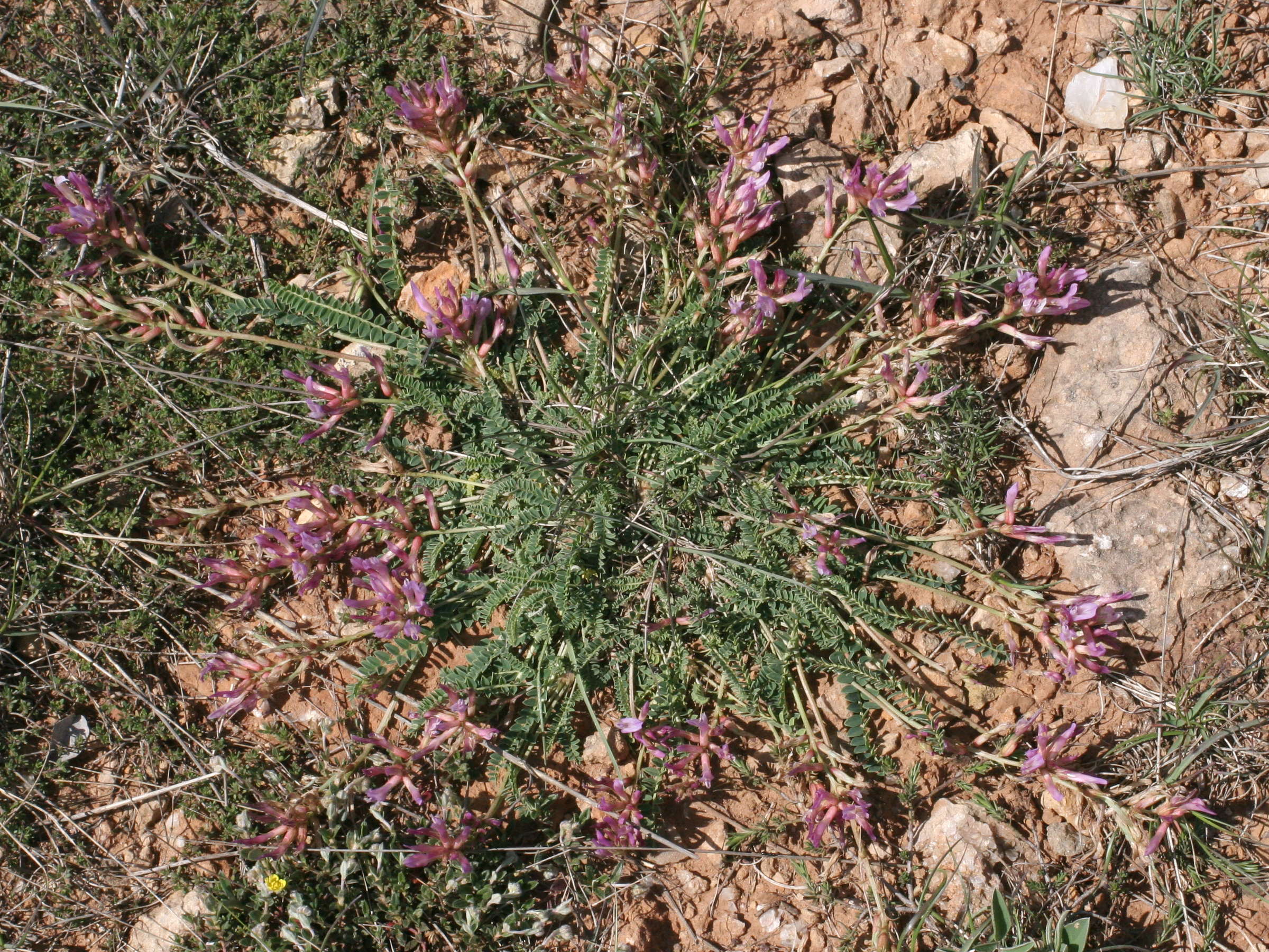 Afficher le média astragalus_monspessulanus1md astragalus_monspessulanus1md