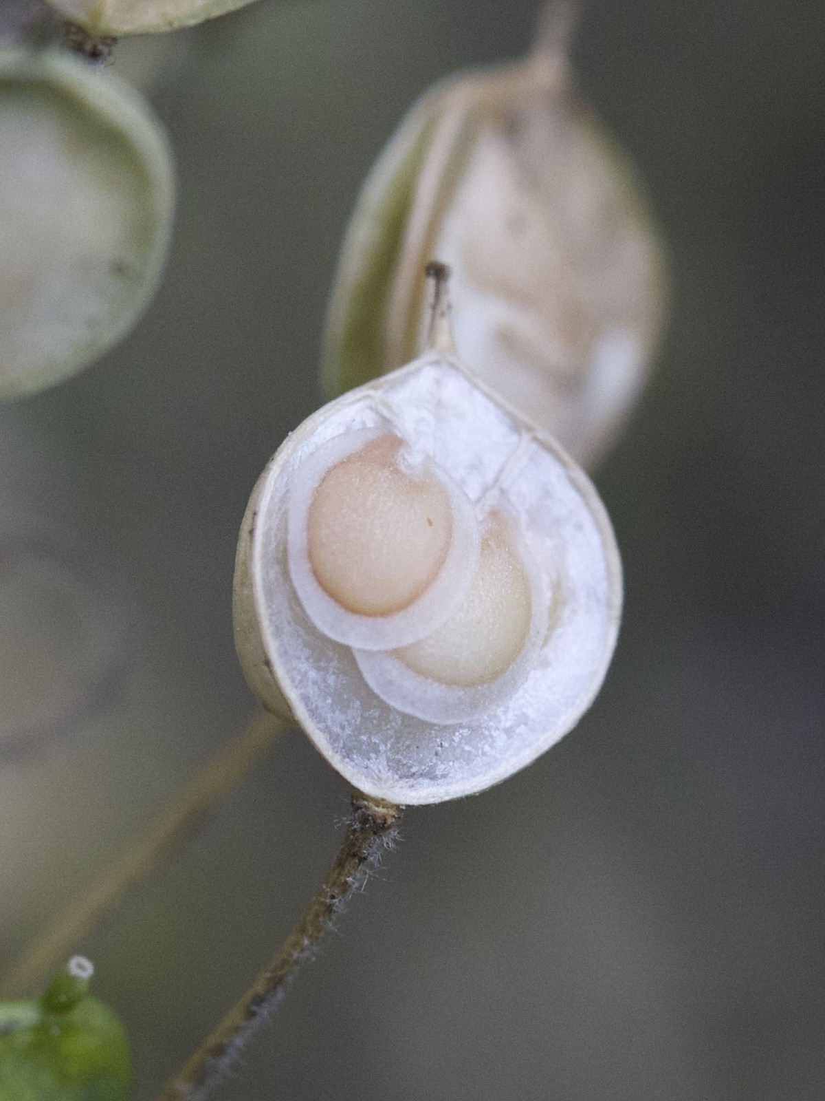 Afficher le média aurinia_saxatilis4md aurinia_saxatilis4md