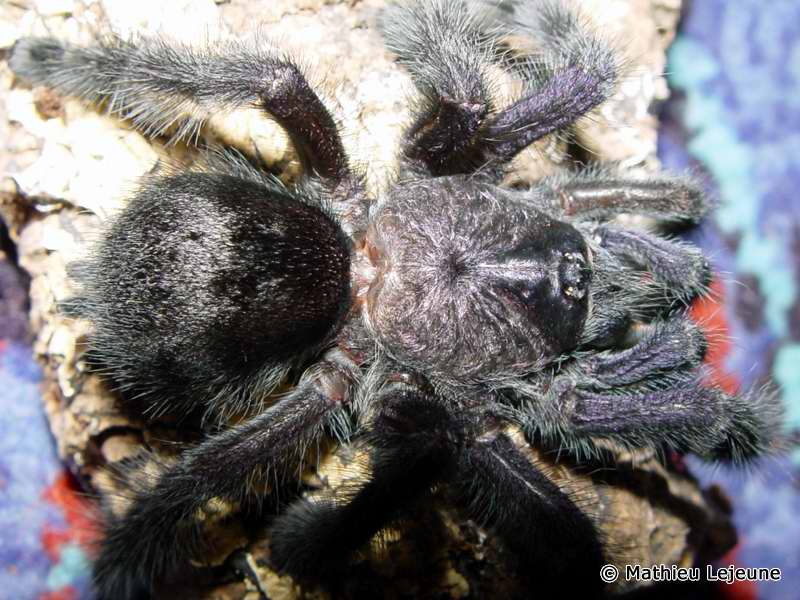 avicularia_purpurea2ml