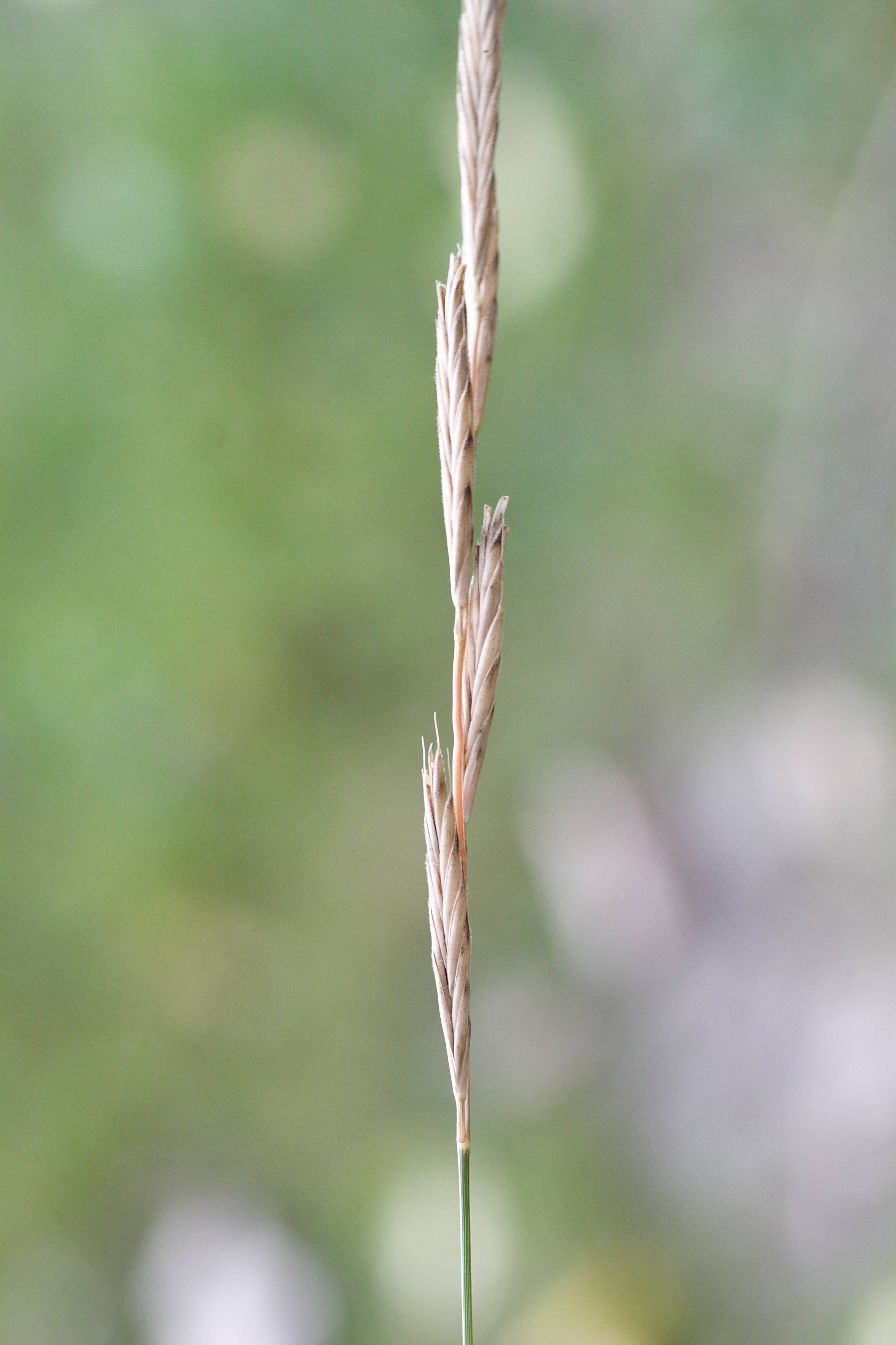 brachypodium_pinnatum3md
