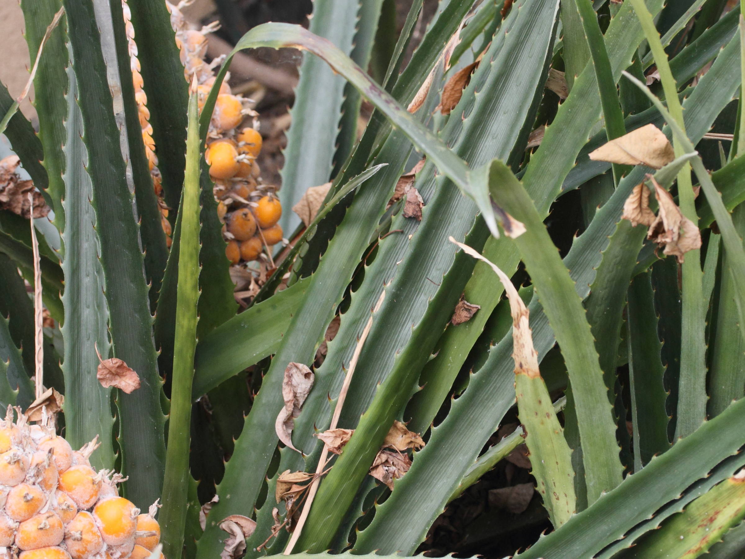 bromelia_balansae2md