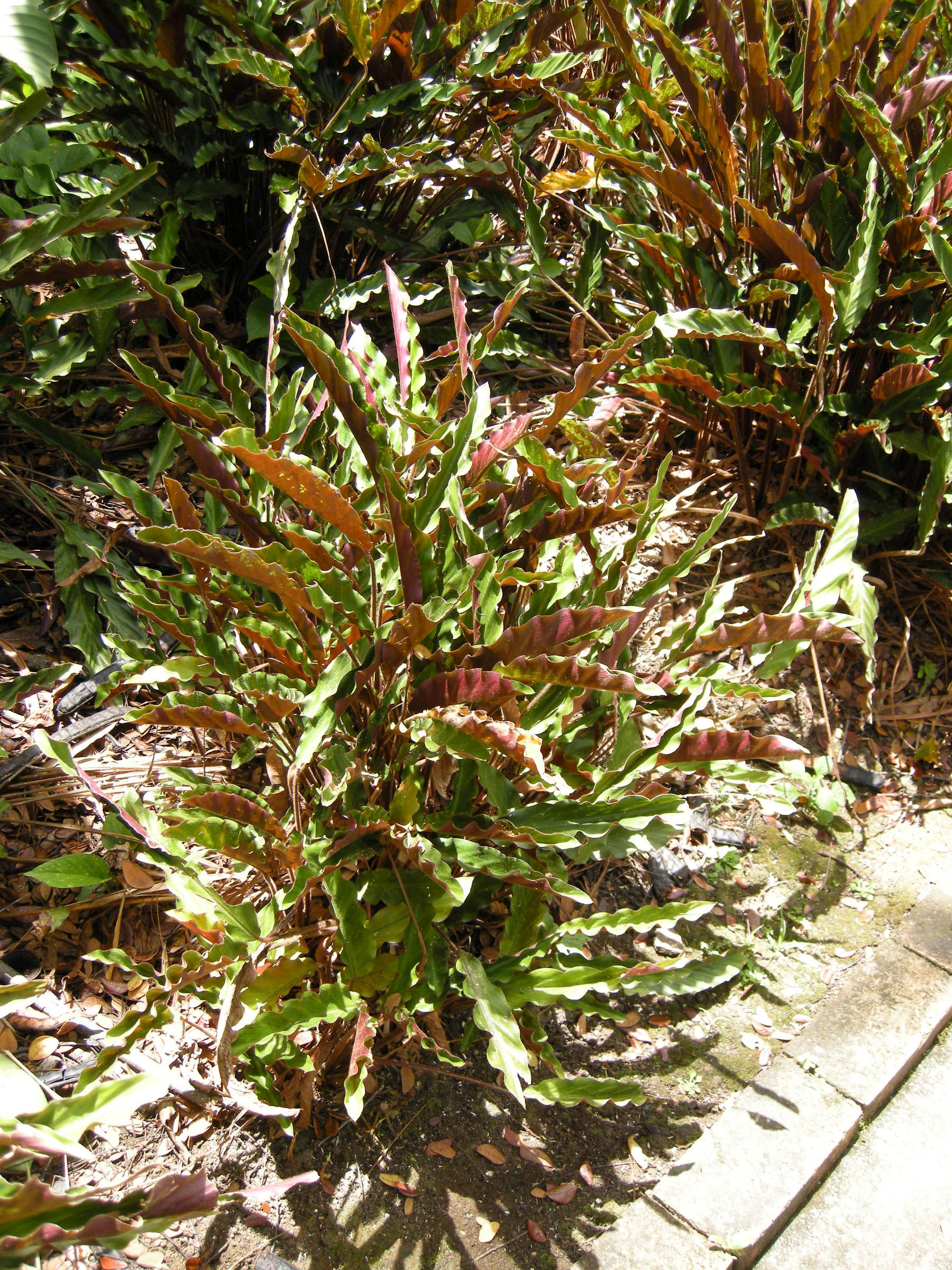 calathea_rufibarba1md