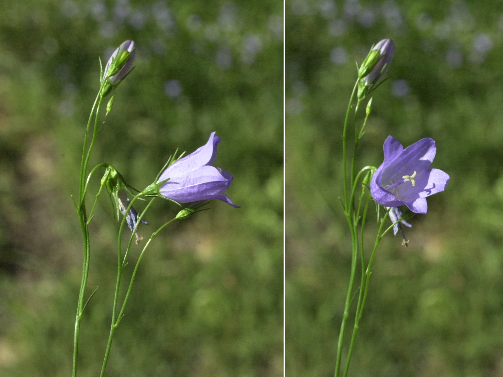 Afficher le média campanula_rotundifolia2md campanula_rotundifolia2md