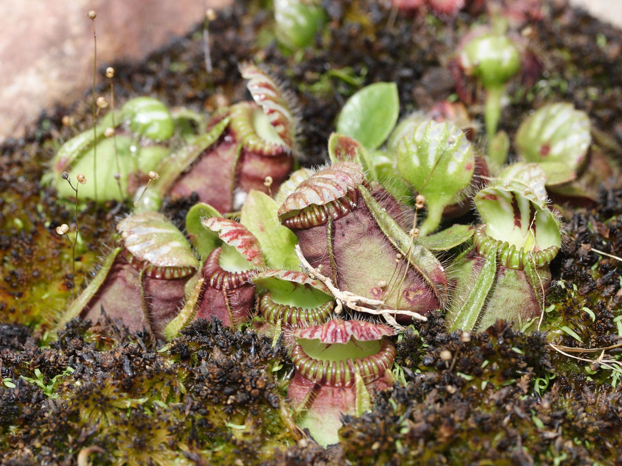 Afficher le média cephalotus_follicularis1md cephalotus_follicularis1md